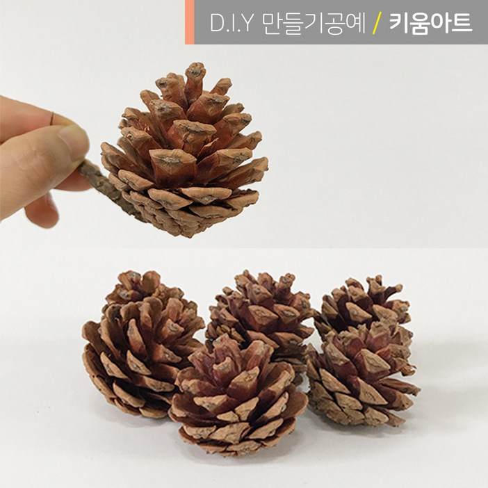 크리스마스 만들기 재료 소품 진짜솔방울 1kg 약5060개입 리스장식 천연 가습기