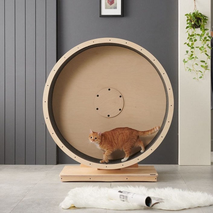 클라우드 무소음 캣휠