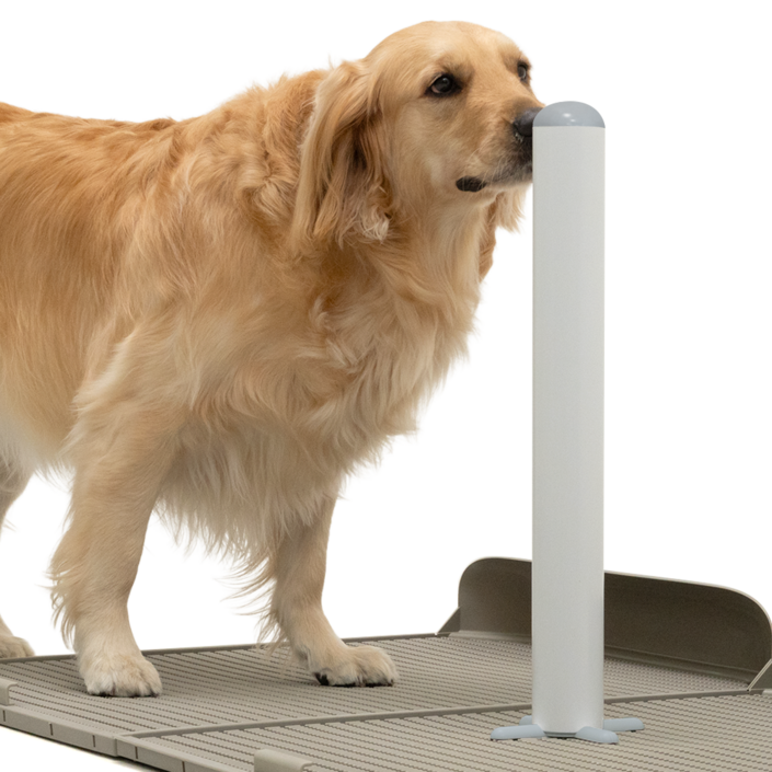 독톡 배변판 전용 봉봉이 수컷 강아지 마킹