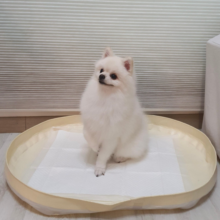 피피 강아지 애견 수컷 배변판 배변매트 방수 화장실, 1개 피피 강아지 애견 수컷 배변판 배변매트 방수 화장실, 1개