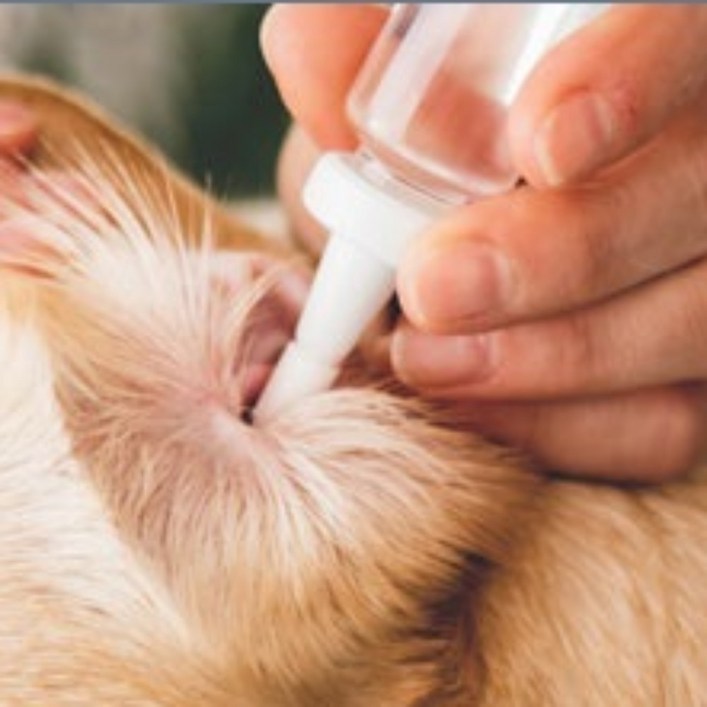 강아지귀곰팡이 고양이귀곰팡이 강아지 귀염증약 귀 각질 강아지외이염