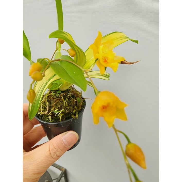 [어썸플라워] 무늬 환타지아 무늬 상신골드 미니