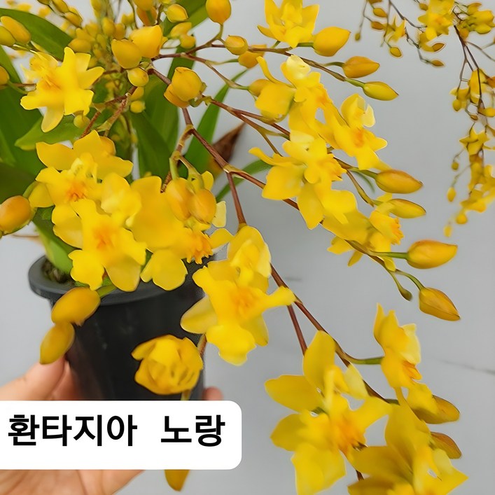 부자농원 환타지아 상신골드