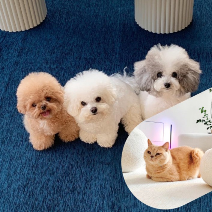 테일룸 100생활방수 러그 댕냥이 더이상 혼내지 마세요 강아지 고양이 펫테리어, 네이비블루