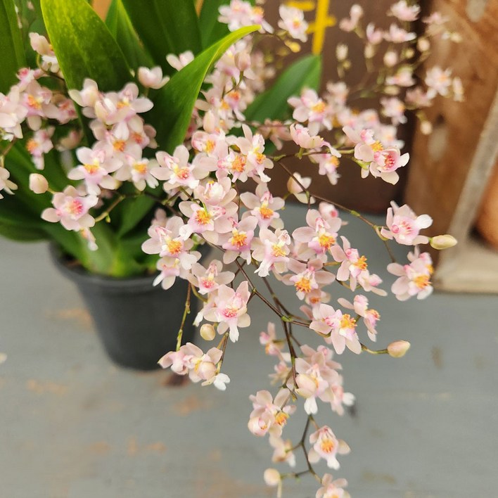 가꾸다 환타지아 핑크 온시디움 향기꽃 서양란, 1개