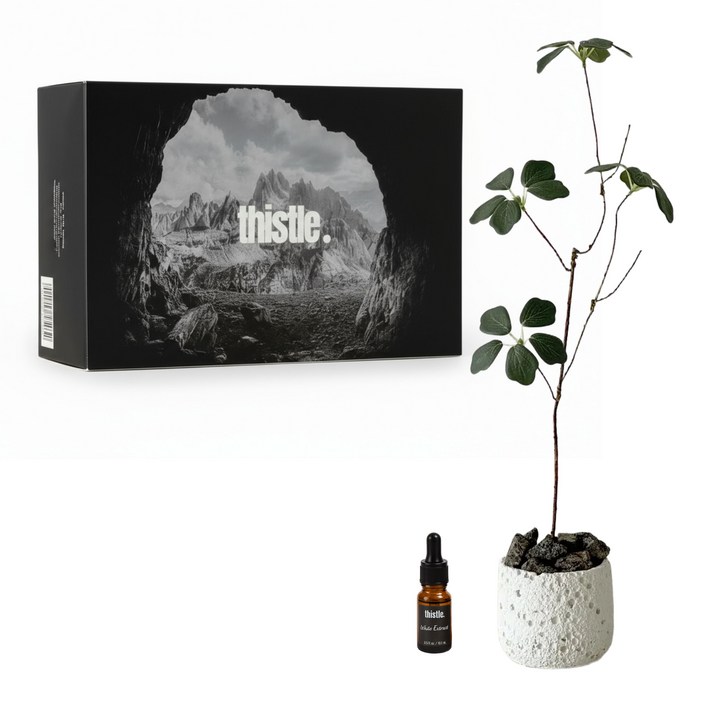 화이트 화분 스톤 디퓨저 인테리어 오브제 집들이 선물 방향제 아로마 오일