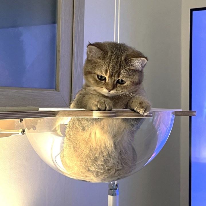 캣돌 고양이 캣타워 창문 창틀 선반 윈도우 해먹, 1개