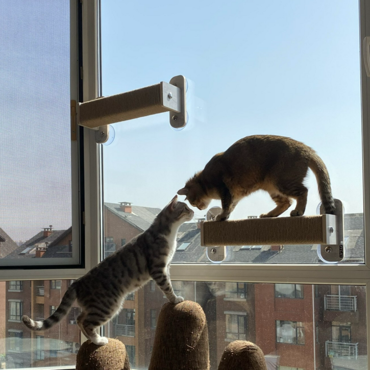 헤라우스점핑 고양이 일광욕 창문 캣타워 투명 해먹 캣워크 캣워커 캣폴