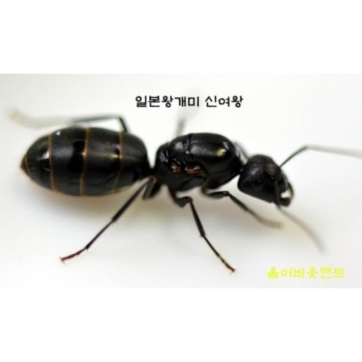 일본왕개미 신여왕 여왕개미개미키우기애완곤충